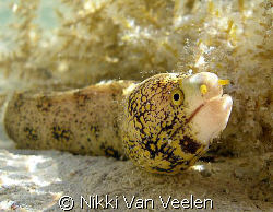 Found this moray eel in very shallow water, taken at Nabq... by Nikki Van Veelen 